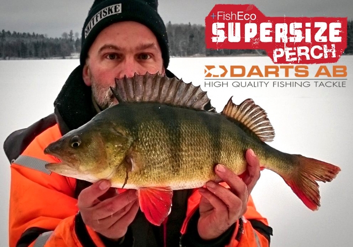 Drömabborre på 50 cm för Mattias Bladh!