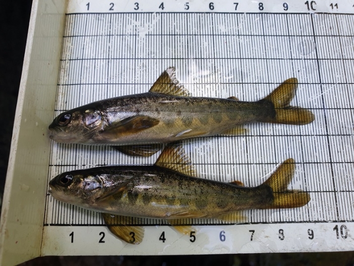 Lyckad laxflytt i Rolfsåns vattensystem!