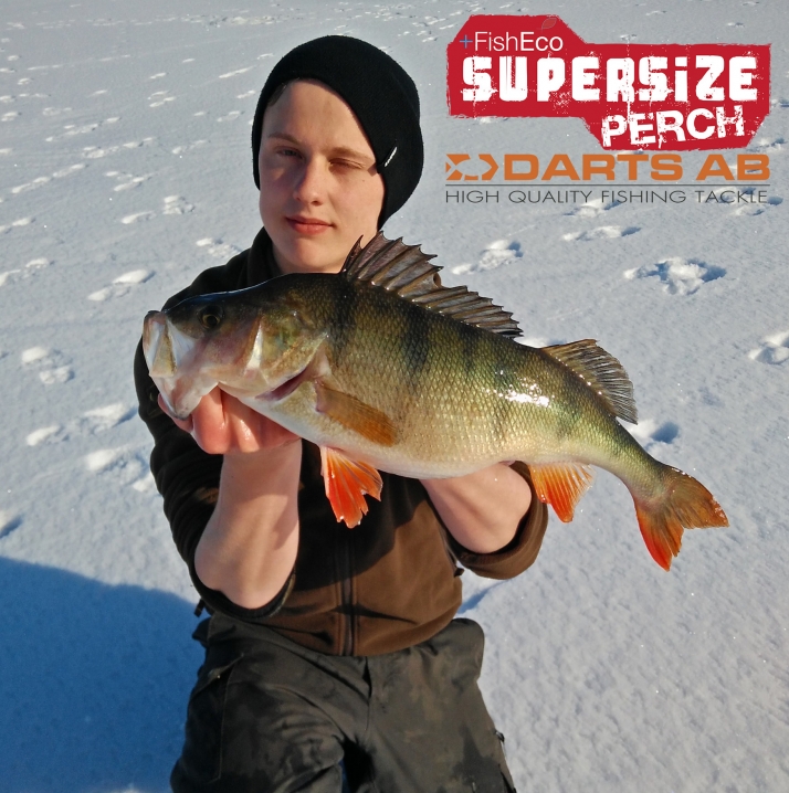 Två abborrar över 50 cm på två dagar för Erik Sandelin!!!