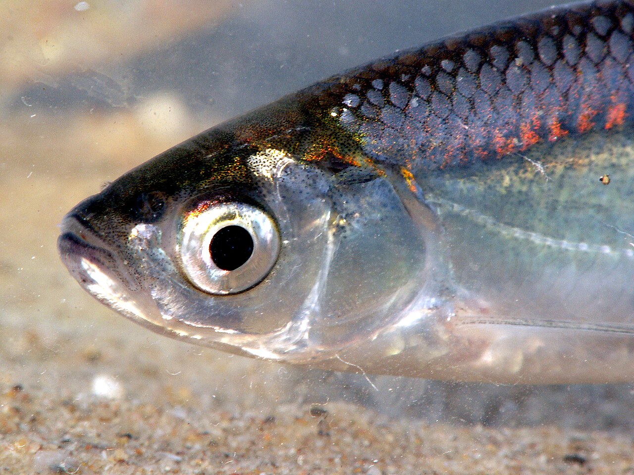 Så reagerar fisken på p-piller som hamnar i vattnet!