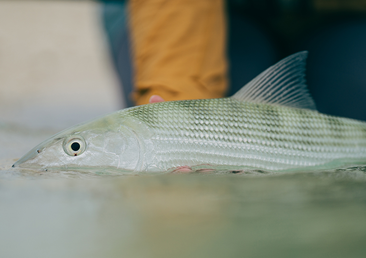 Här fiskar du efter bonefish och GT på fluga i Maldiverna!