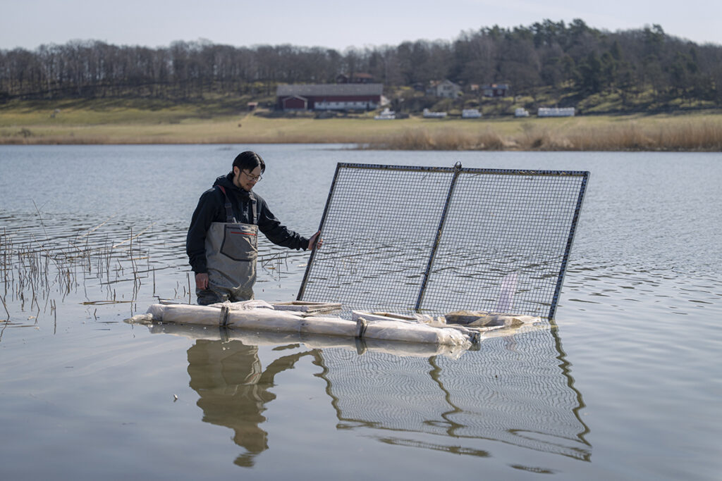 Durkslag ger hopp för svaga gäddbestånd!