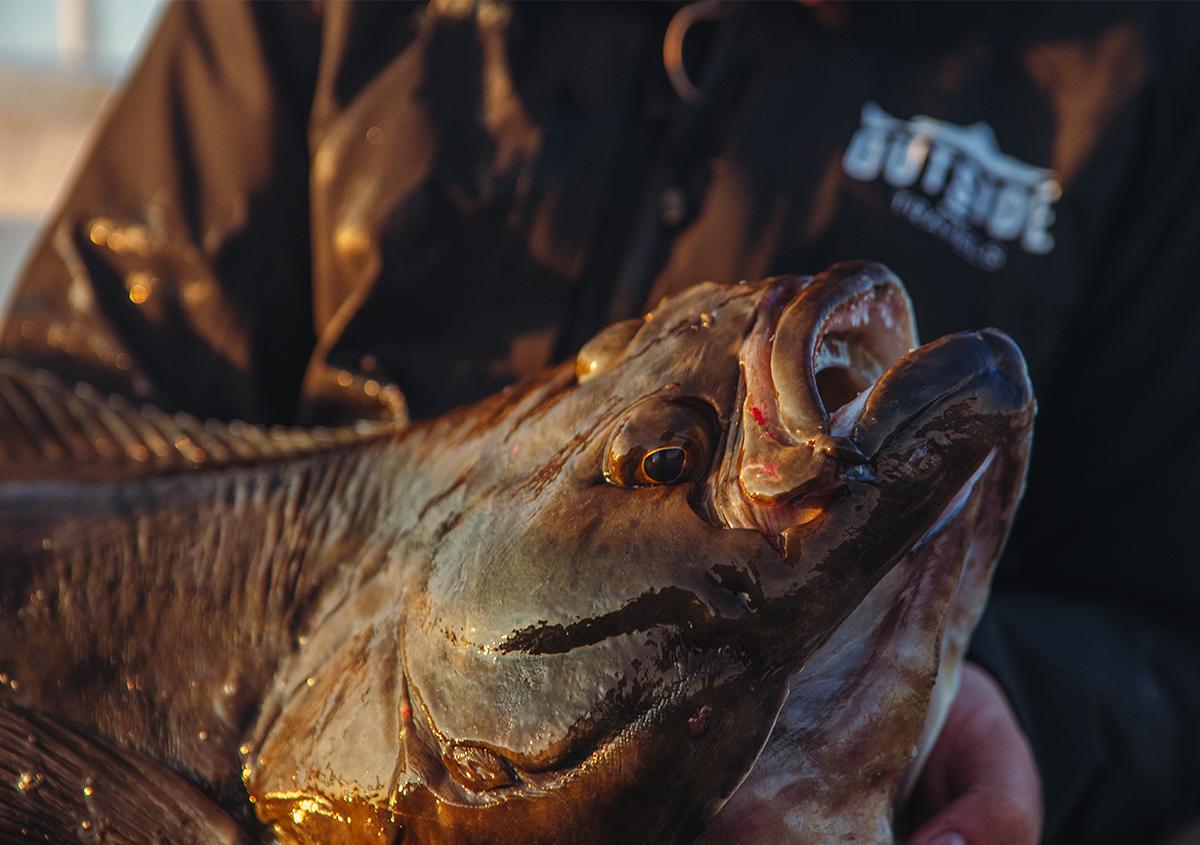 Ny fiskeresa till Norge – Mieko Fishing och Outside Travels satsar på havsfiske på Senja!