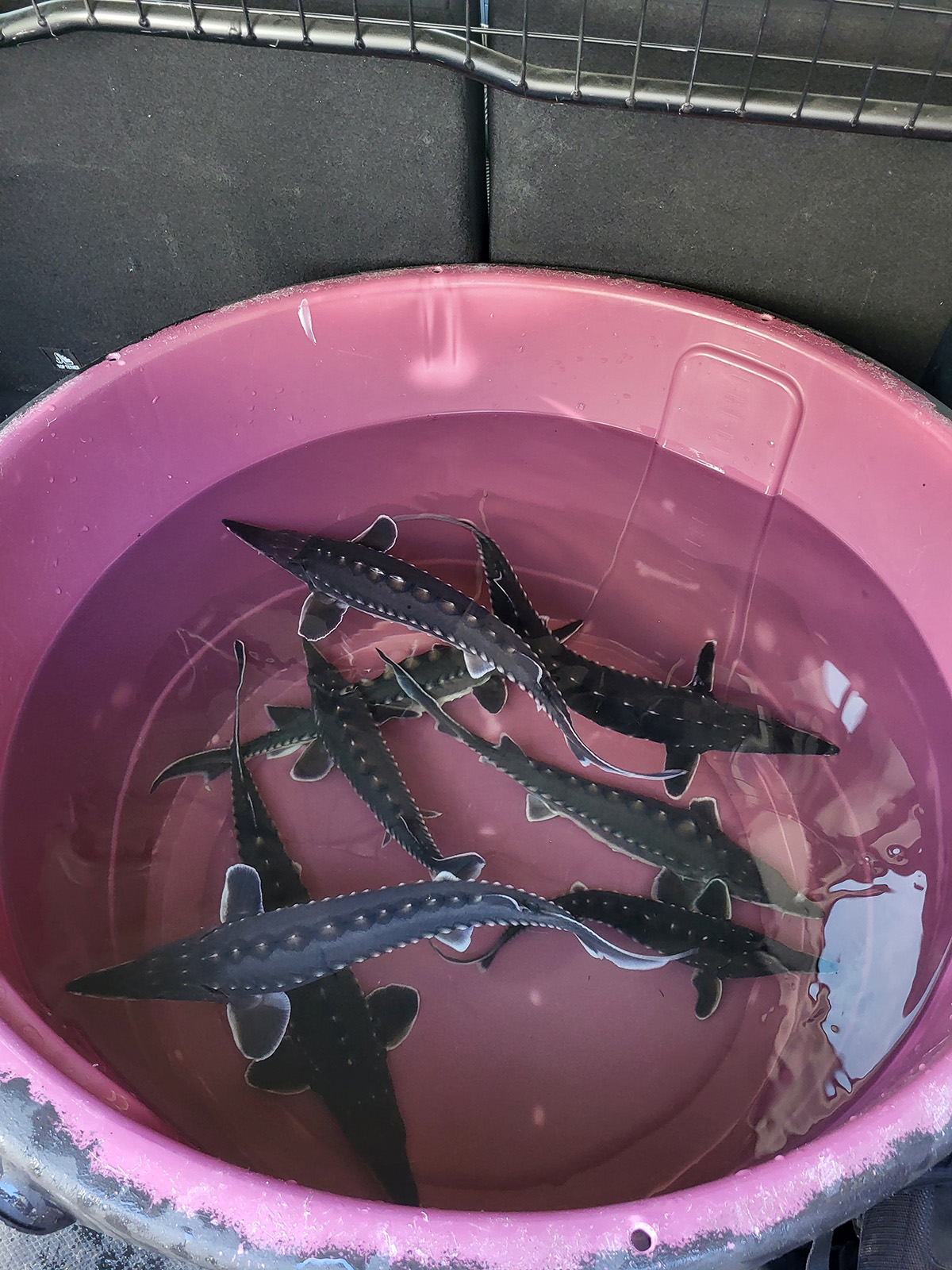 Atlantiska störar flyttar in i tunnelakvariet på Havets Hus!