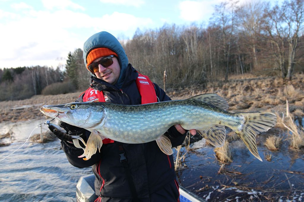 Fiske efter höstgädda – tekniker för kallare vatten!