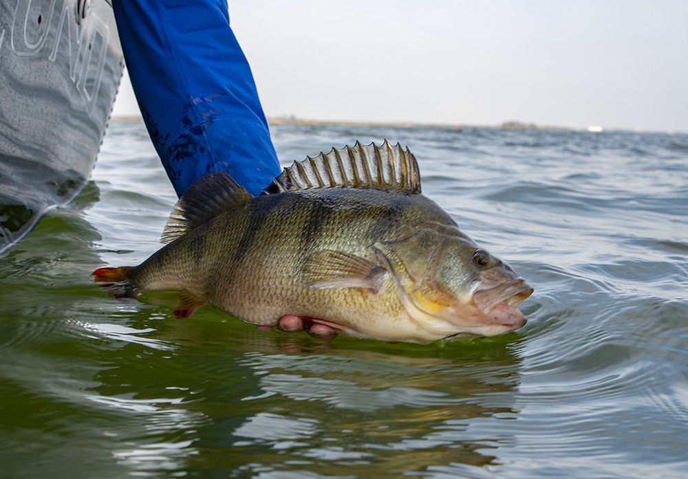 Svenska sportfiskare ska rapportera fångster – men det dröjer!