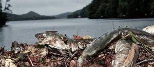 Ingemar Alenäs/ Döda ålar, drabbade av "turbindöden"