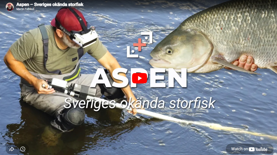 Aspen – Sveriges okända storfisk!