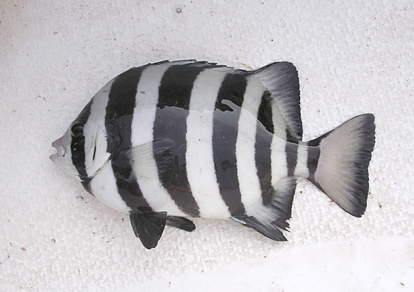 Unik fångst i danska vatten – striped beakfish!