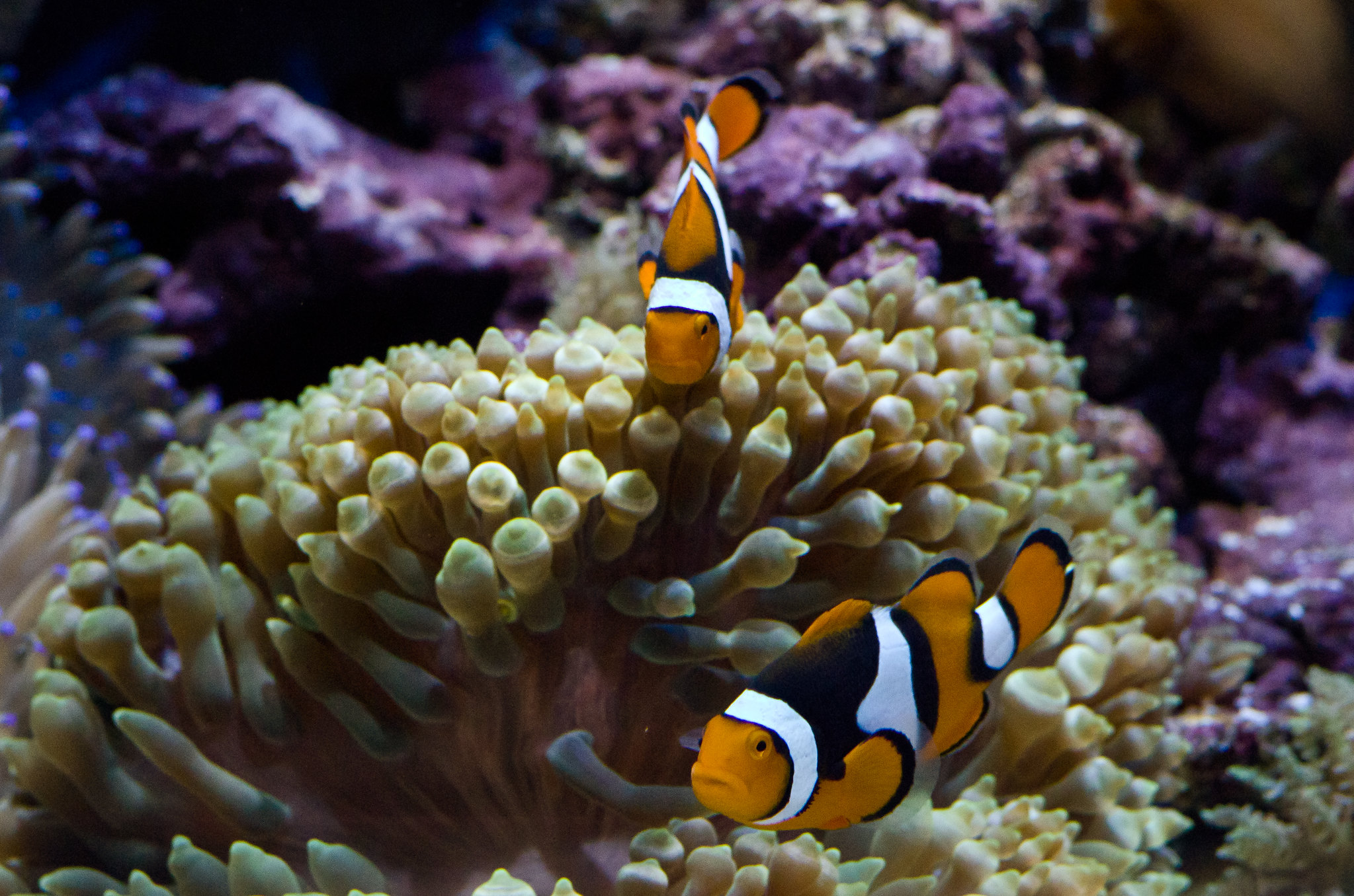 CC BY-NC-ND 2.0 https://www.flickr.com/photos/58196275@N04/