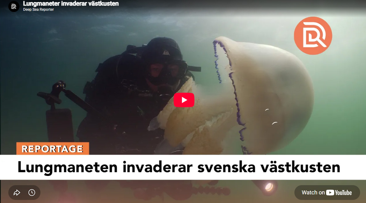 Lungmaneterna invaderar svenska västkusten!
