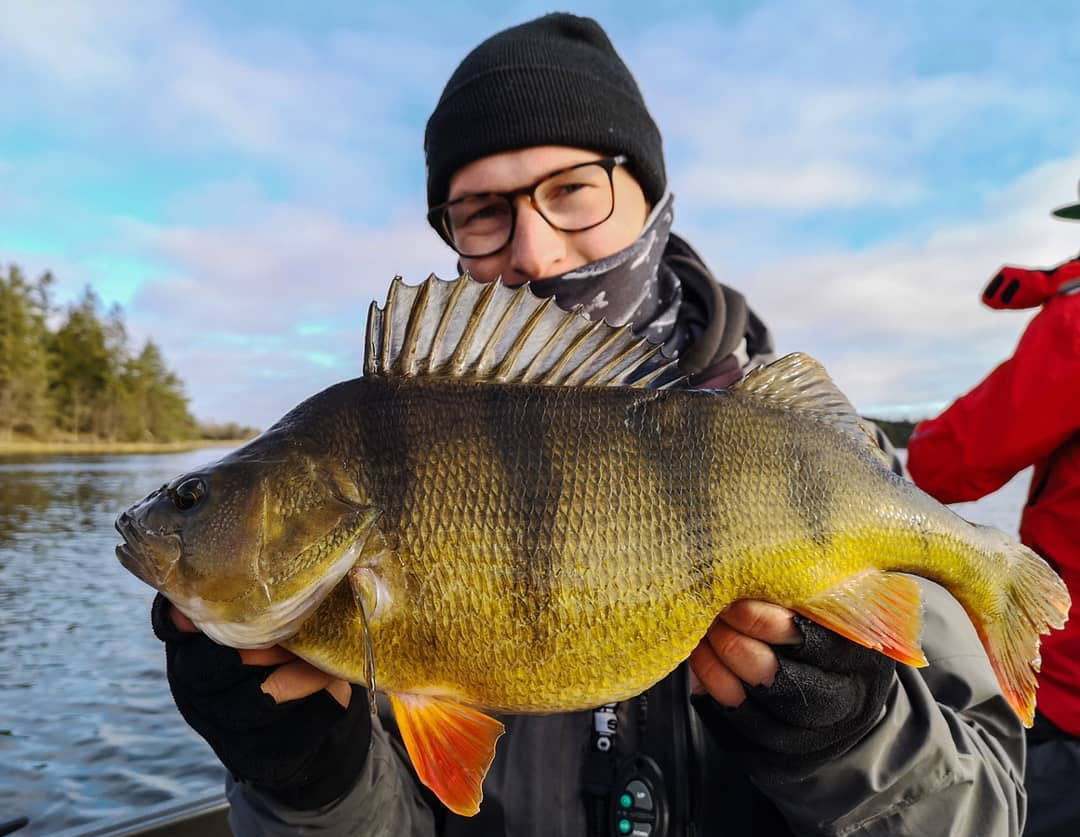 Så fiskar du abborre i kallare vatten!