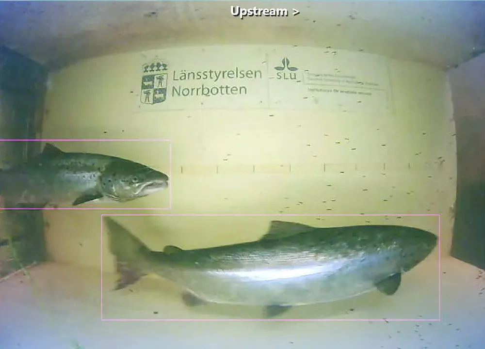 Mer lax i norr men även laxsjukdom!