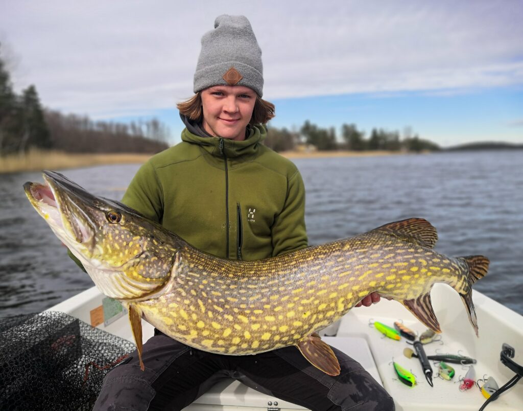 Framtiden F r Stor G dda I V ttern FishEco Framtiden F r Stor G dda I V ttern FishEco
