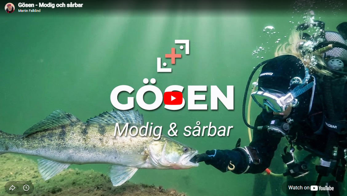 Martin Falklind – gösen modig och sårbar!