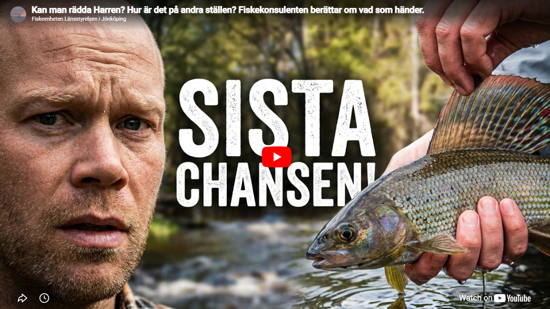 Kan man rädda Harren i Vättern?