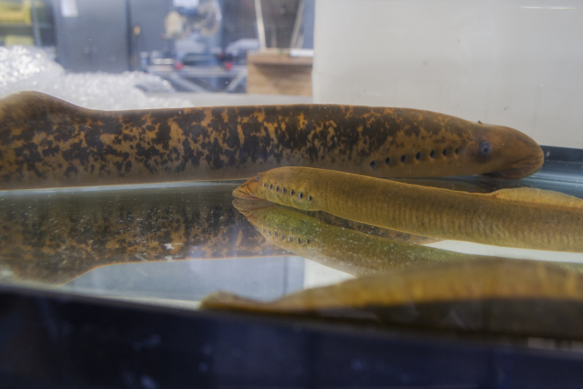 Havsnejonöga – dramatisk minskning!