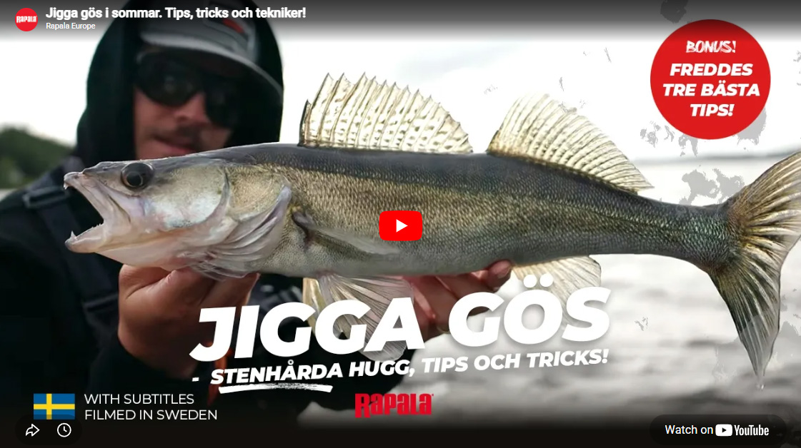 Jigga gös i sommar – tips tricks och tekniker!