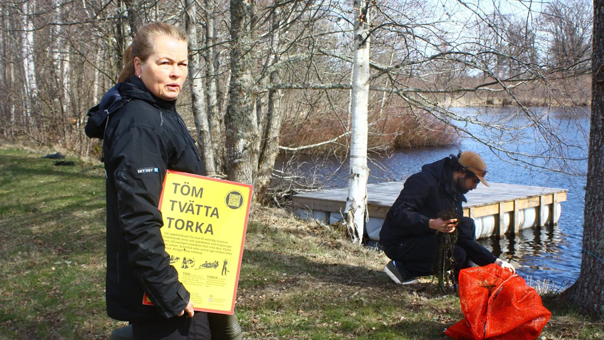 Kamslinga – akvarieväxten som kan hota Östersjön!