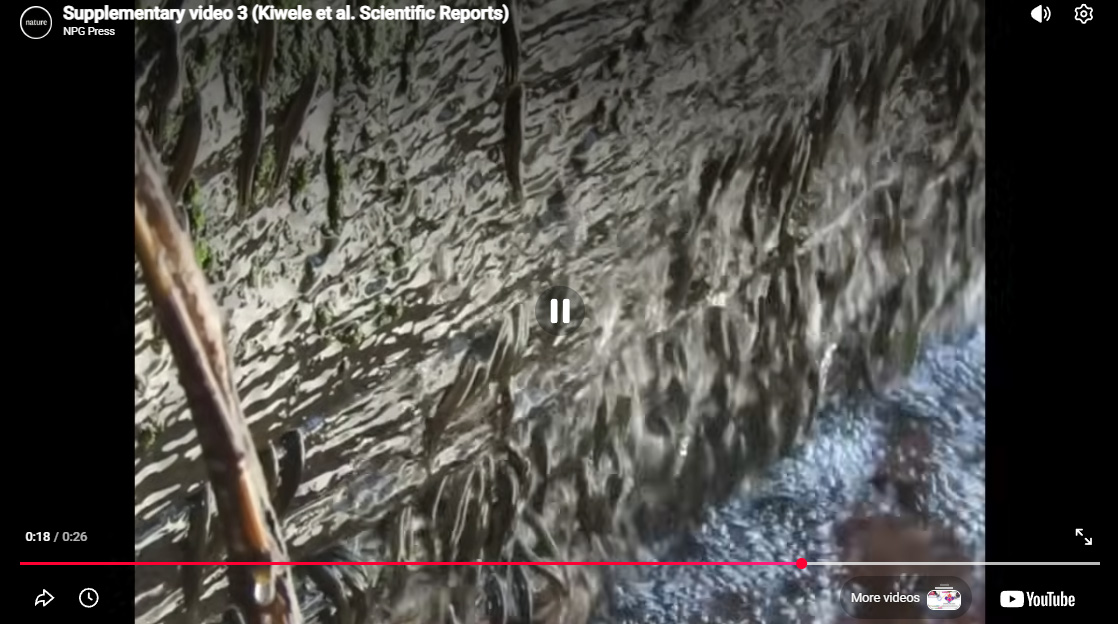 Klättrande fiskar – en sann skröna!