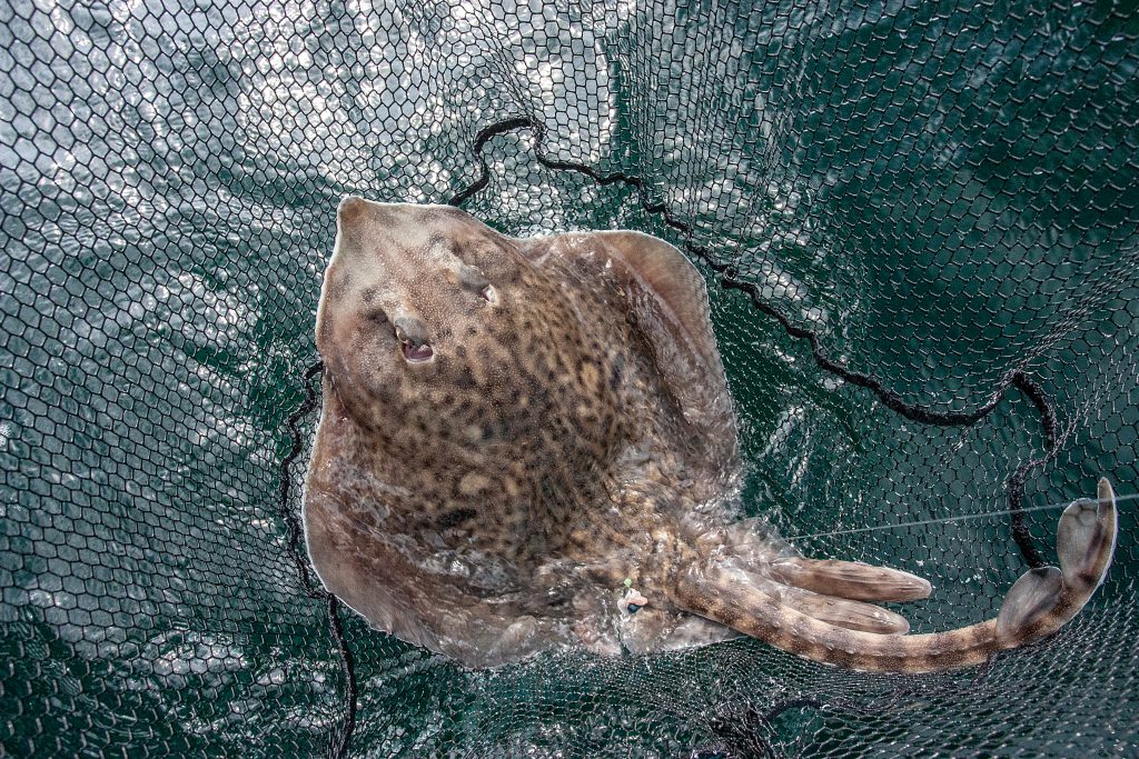 Fiskeguide till norra Bohuslän!