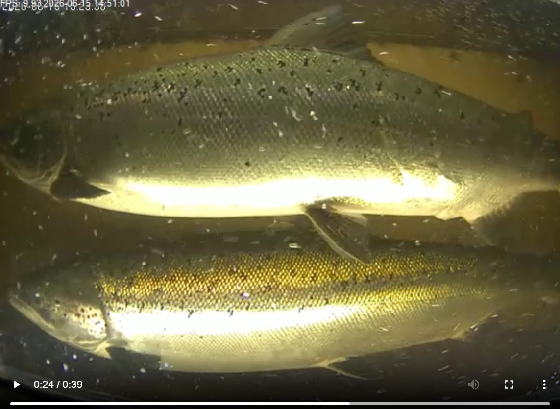 Dagens Fisk – Nu stiger de stora laxarna i Byskeälven!