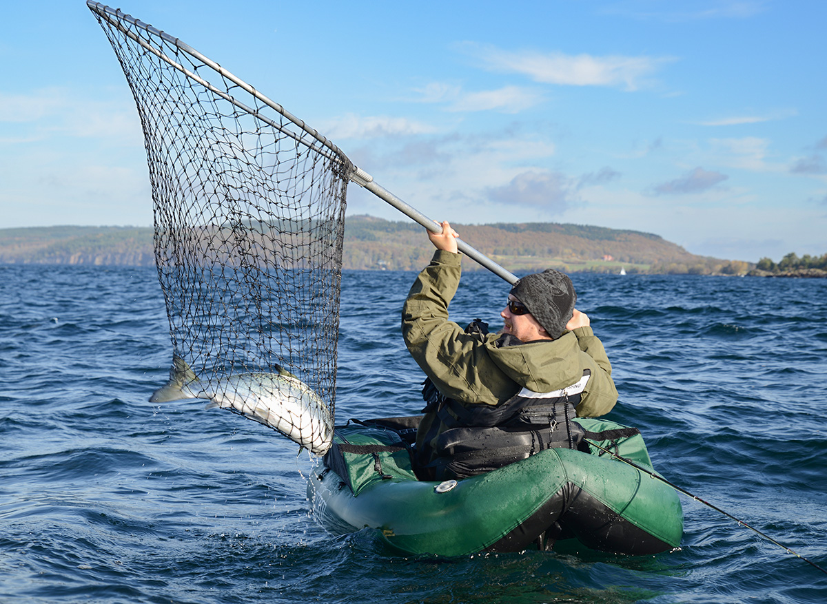 Nu finns chansen att rädda Gullspångslaxen!