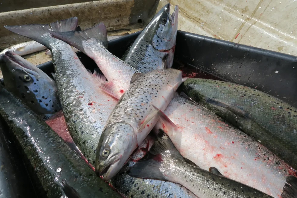 EU-rapport – Långsam återhämtning för Europas fiskbestånd!