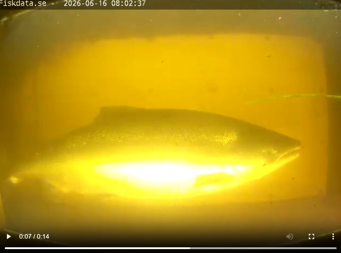 Dagens Fisk – Jättelax stiger i Testeboån!
