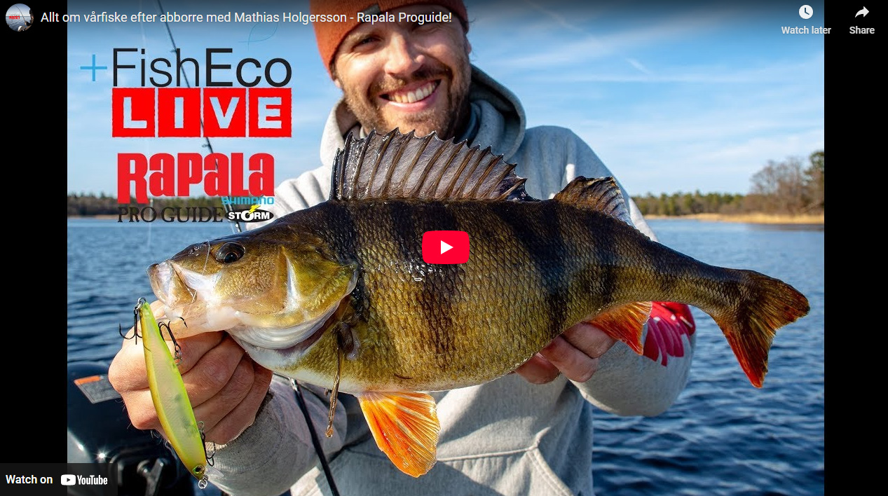 Allt om vårfiske efter abborre med Mathias Holgersson – Rapala Proguide!