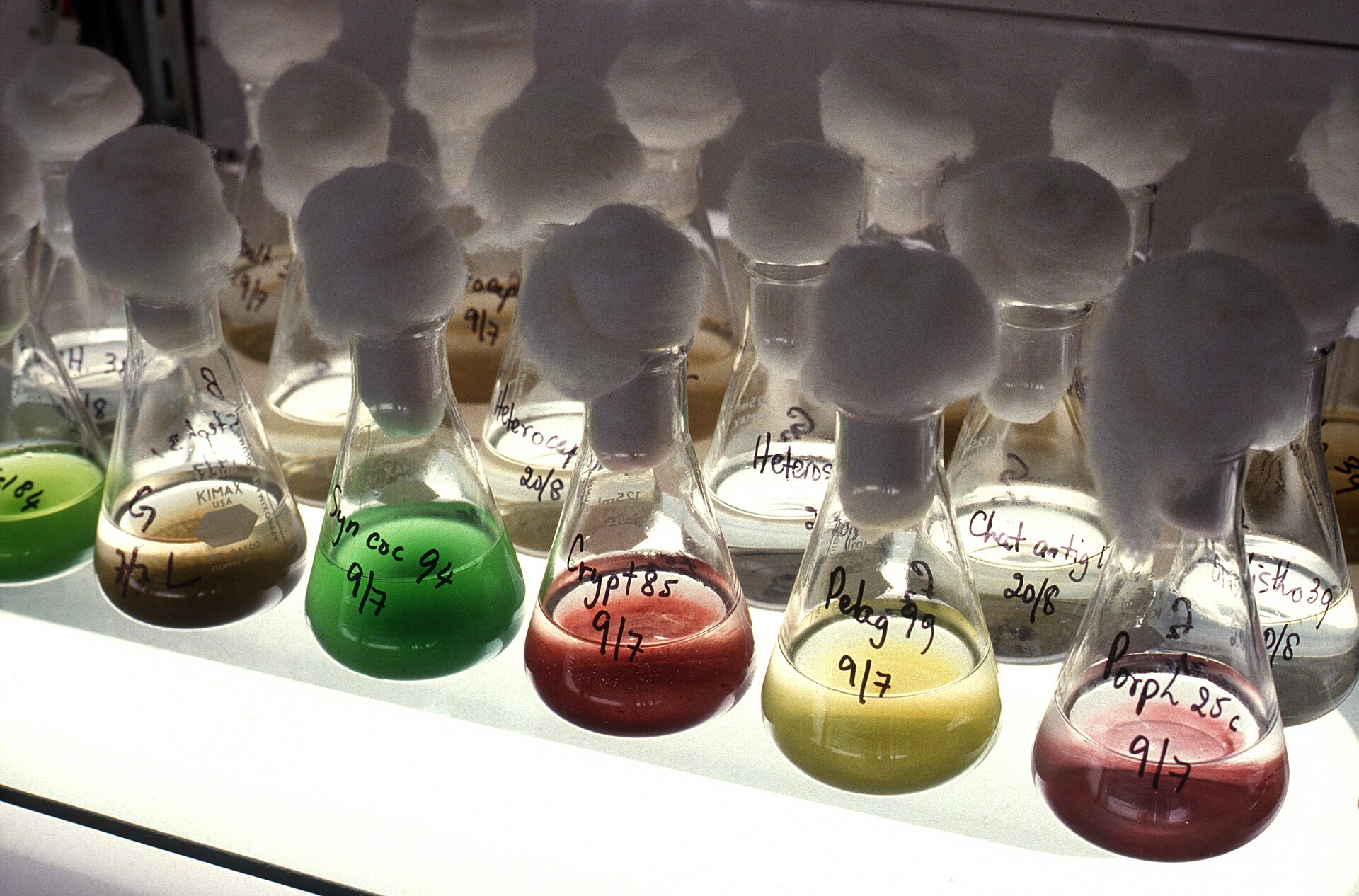 By CSIRO, CC BY 3.0, https://commons.wikimedia.org/w/index.php?curid=35475348