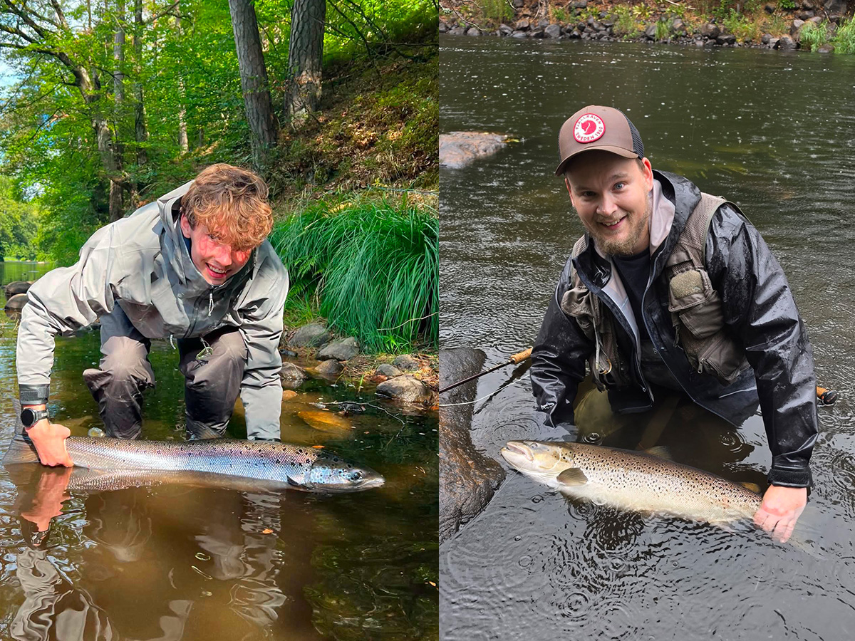 Hösten på väg till Mörrumsån – fisket är hett!