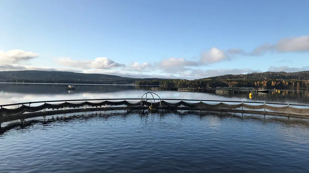 Forskare undersöker hållbar fiskodling i kraftverksdammar!