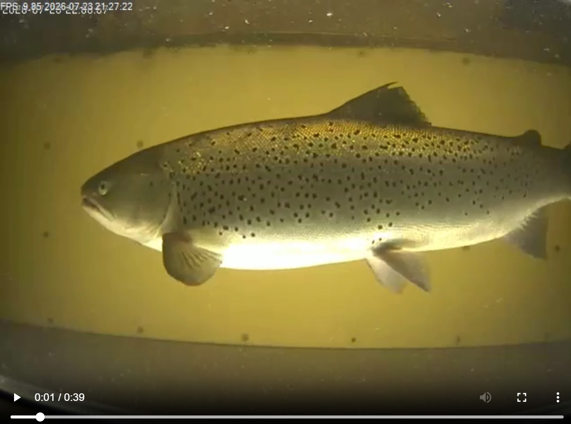 Dagens Fisk – maffiga havsöringar stiger i Byskeälven!