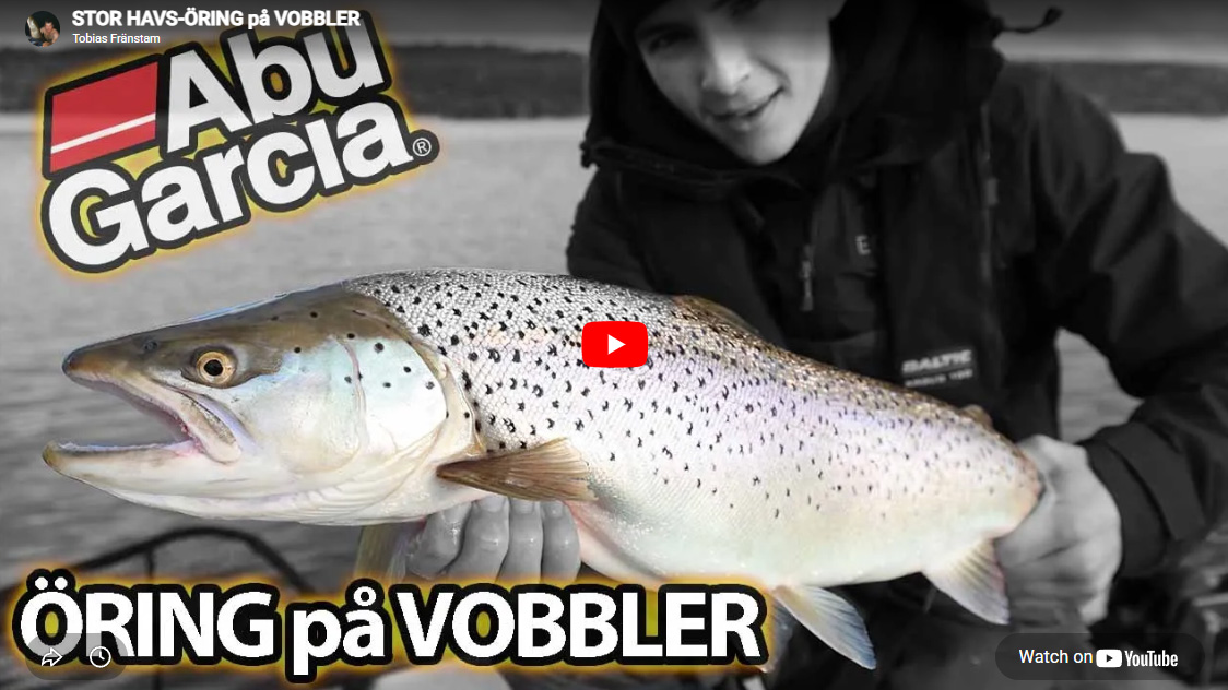 Fånga kustöringen på wobbler!