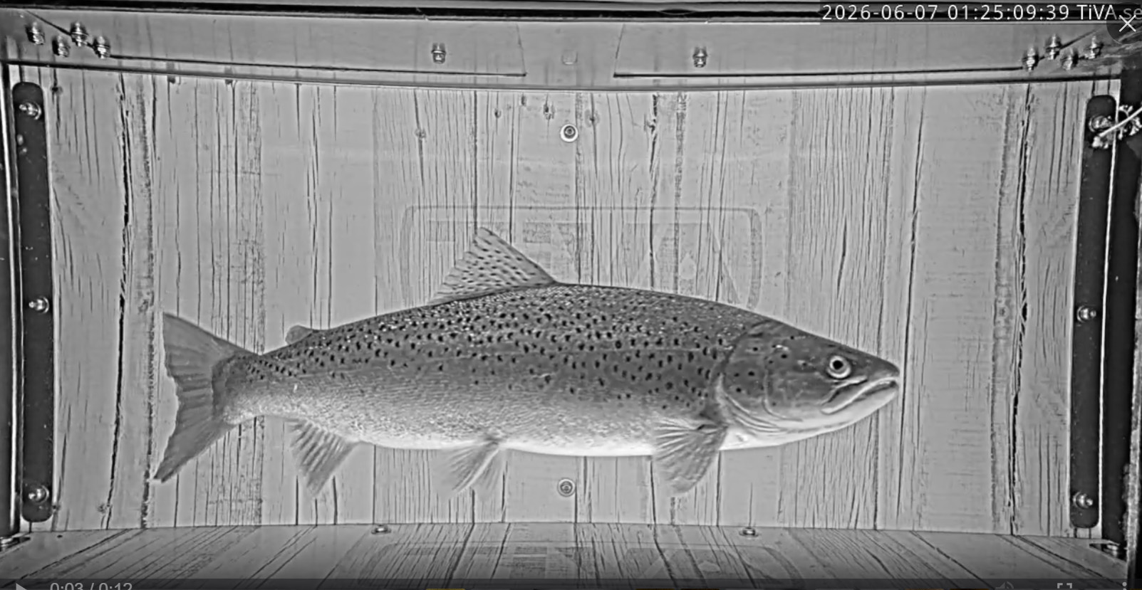 Nu kan fiskvandringen i Säveån följas med AI-kameror!
