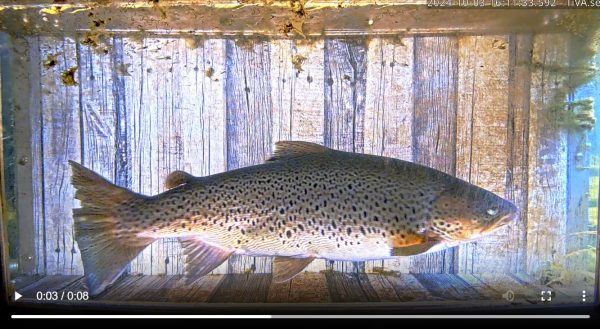 Dagens Fisk - Unika Bågedeöringar stiger för lek! | FishEco