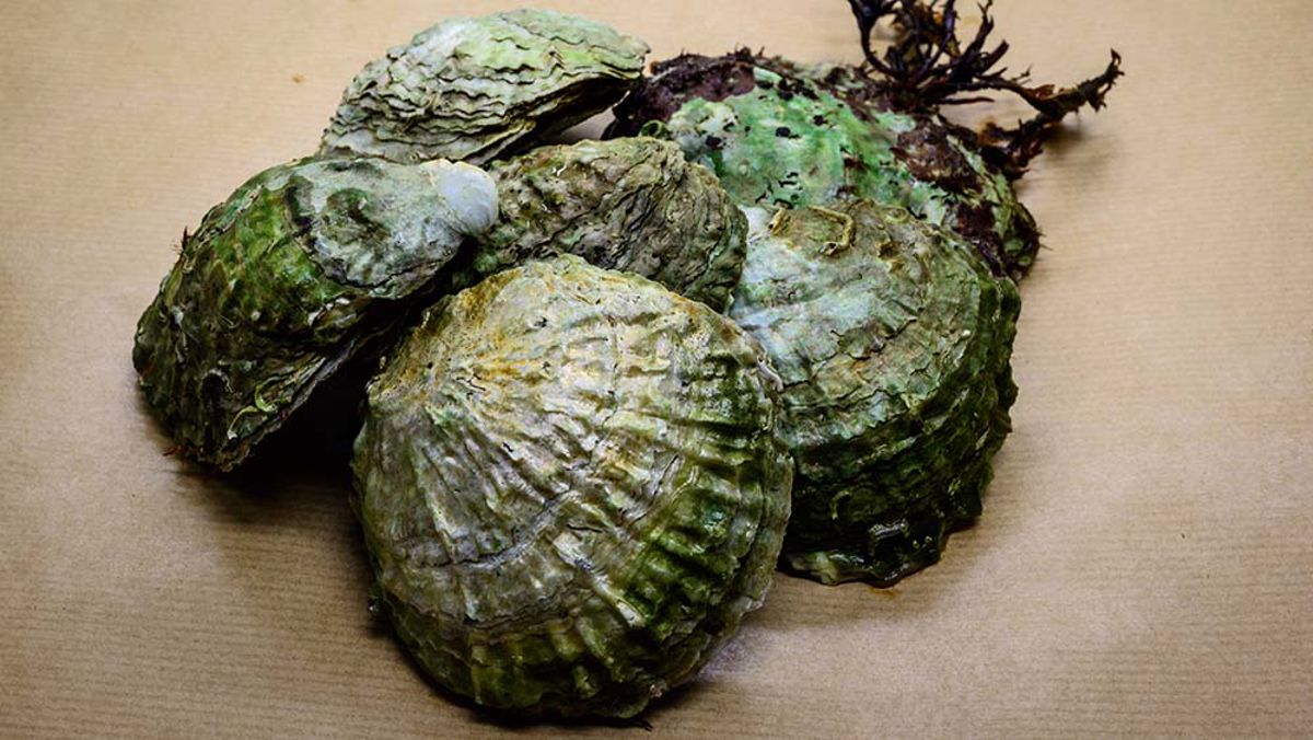 Ostronskal i havet kan sprida parasitsjukdom!