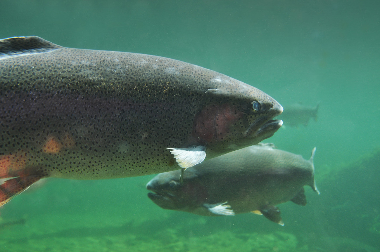 Nya rymda regnbågar i Siljan – totalt sex ton fisk!