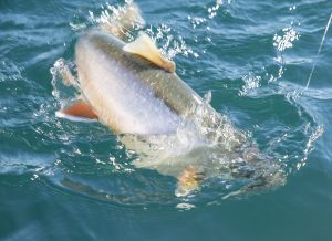 FishEco