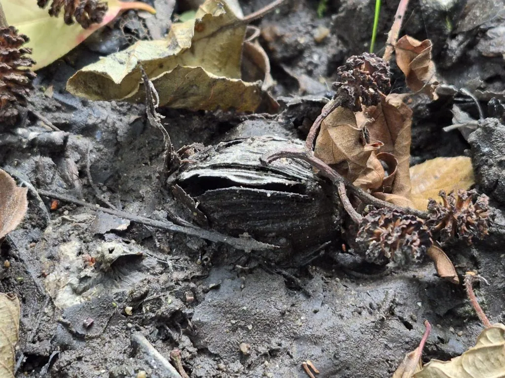 Här ligger den hotade arten och torkar efter att vattnet försvunnit i Bråån. Foto: Erik Svensson.