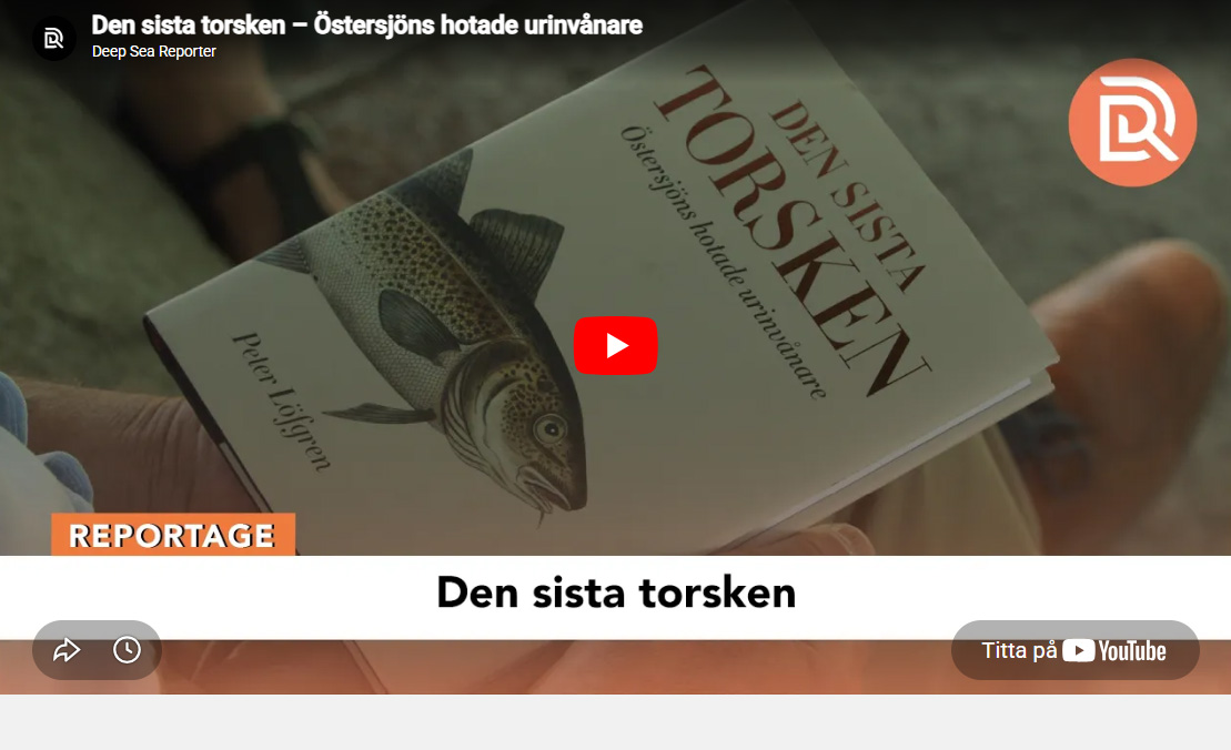 Den sista torsken – Östersjöns hotade urinvånare!
