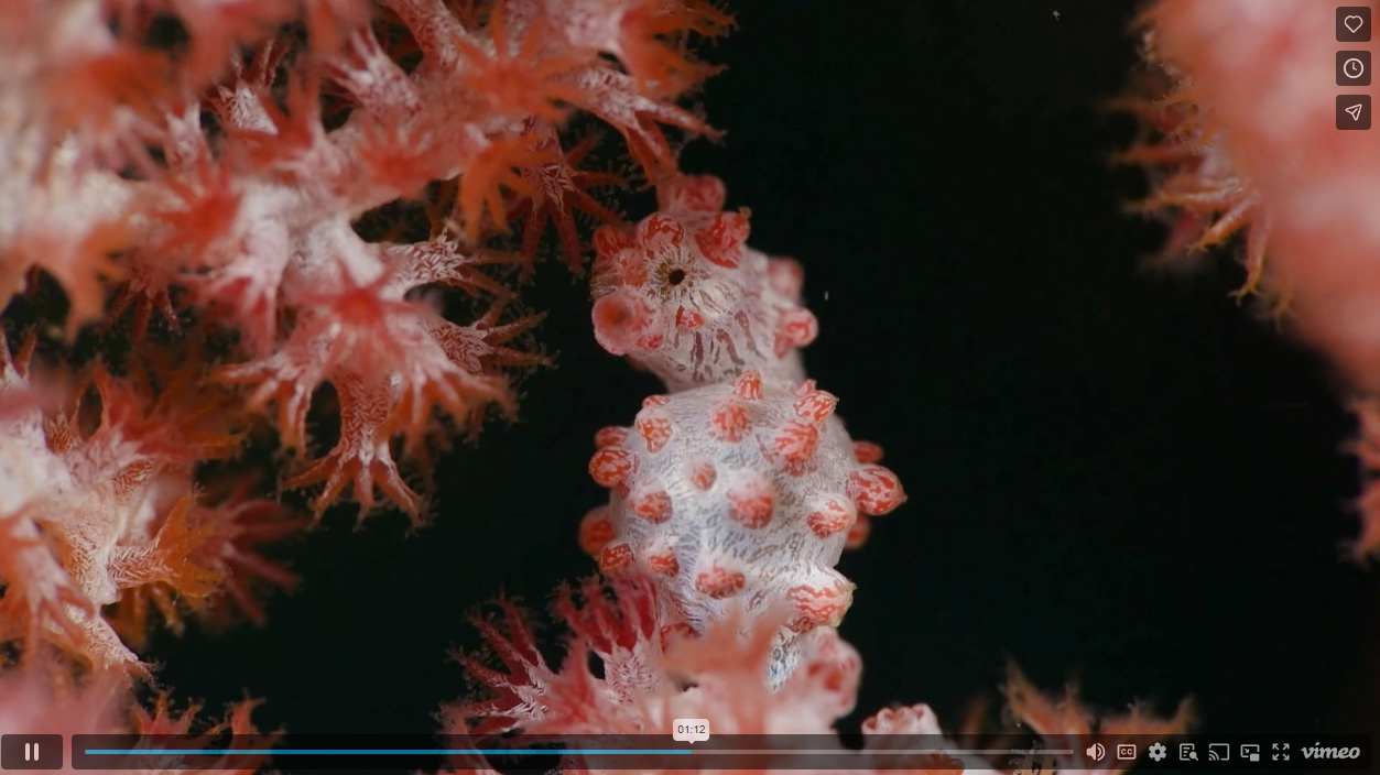 Passionerad expert på pygmésjöhästar!