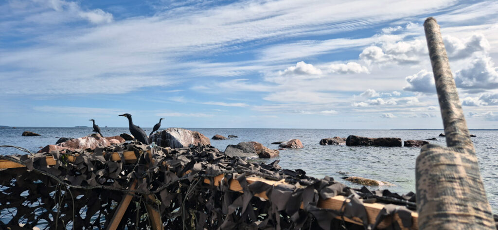 Framgångsrik samverkan bakom skarvforskning!