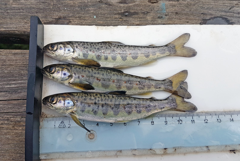 Bernt Moberg / Vild och värdefull laxsmolt från Testeboån, resultatet av åratals långsiktiga fiskevårdsinsatser.