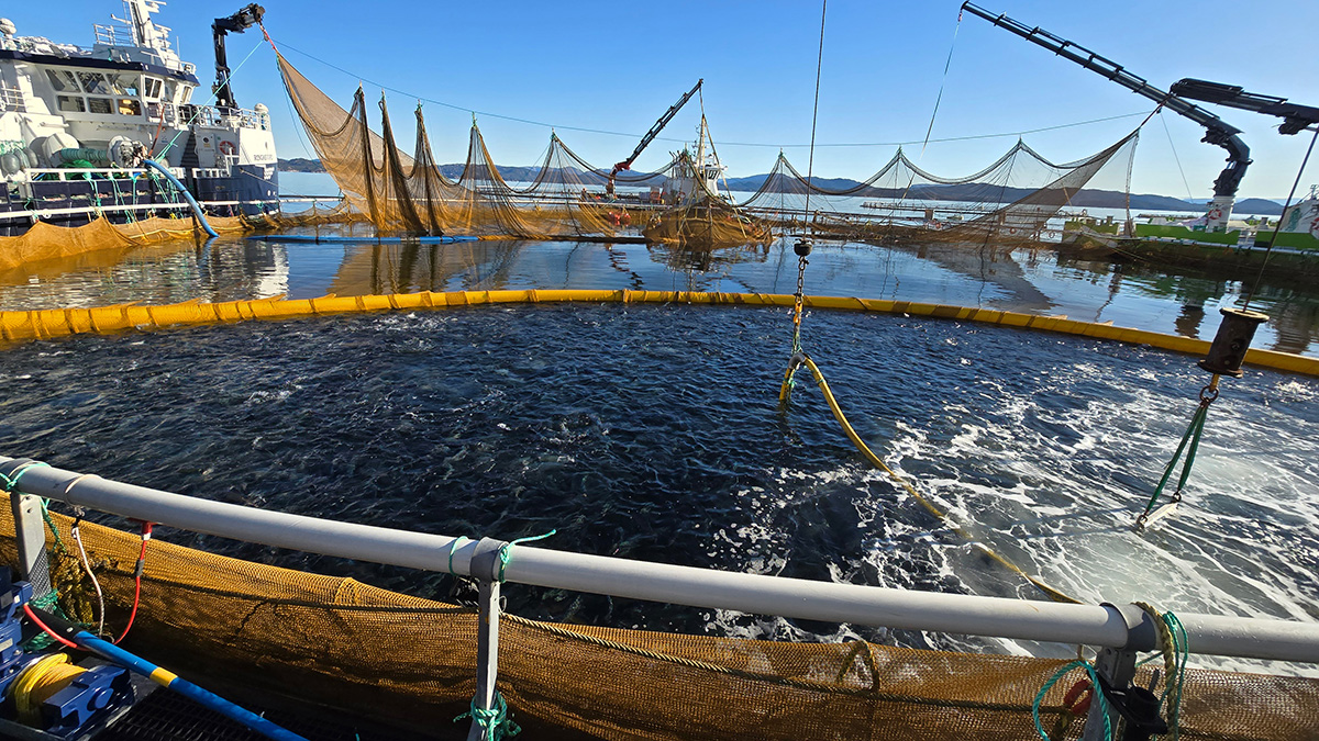 SLU satsar rekordbelopp på fiskforskning!