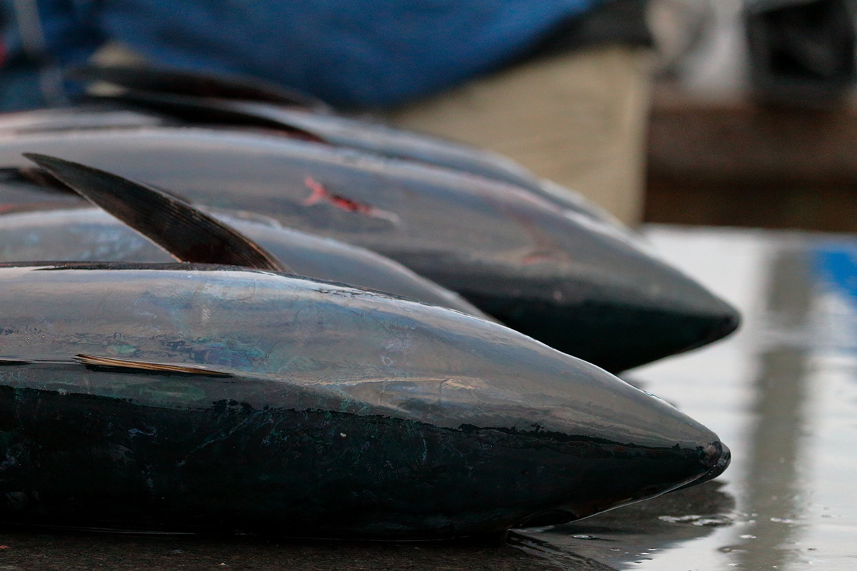 Blåfenad tonfisk på 200 kilo på fiskauktion i Göteborg!