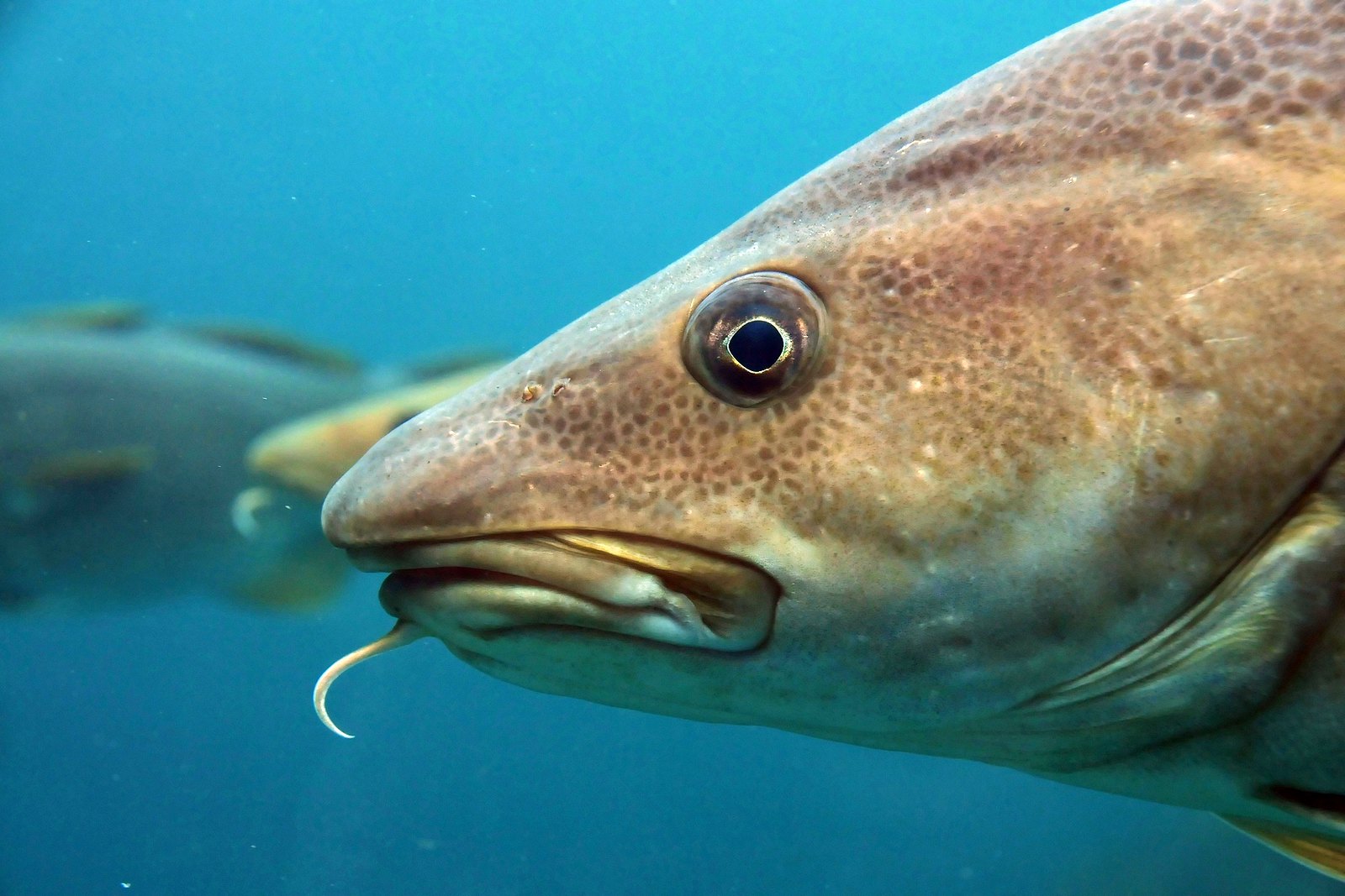 Östersjön – Finland och Sverige sitter i samma båt!